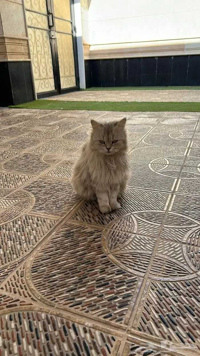 قطة شيرازي للتبني 1