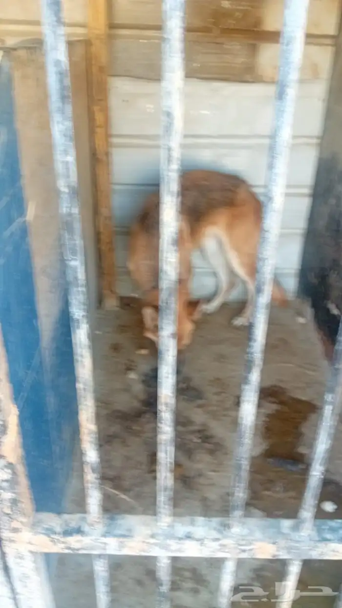 كلاب للبيع 0