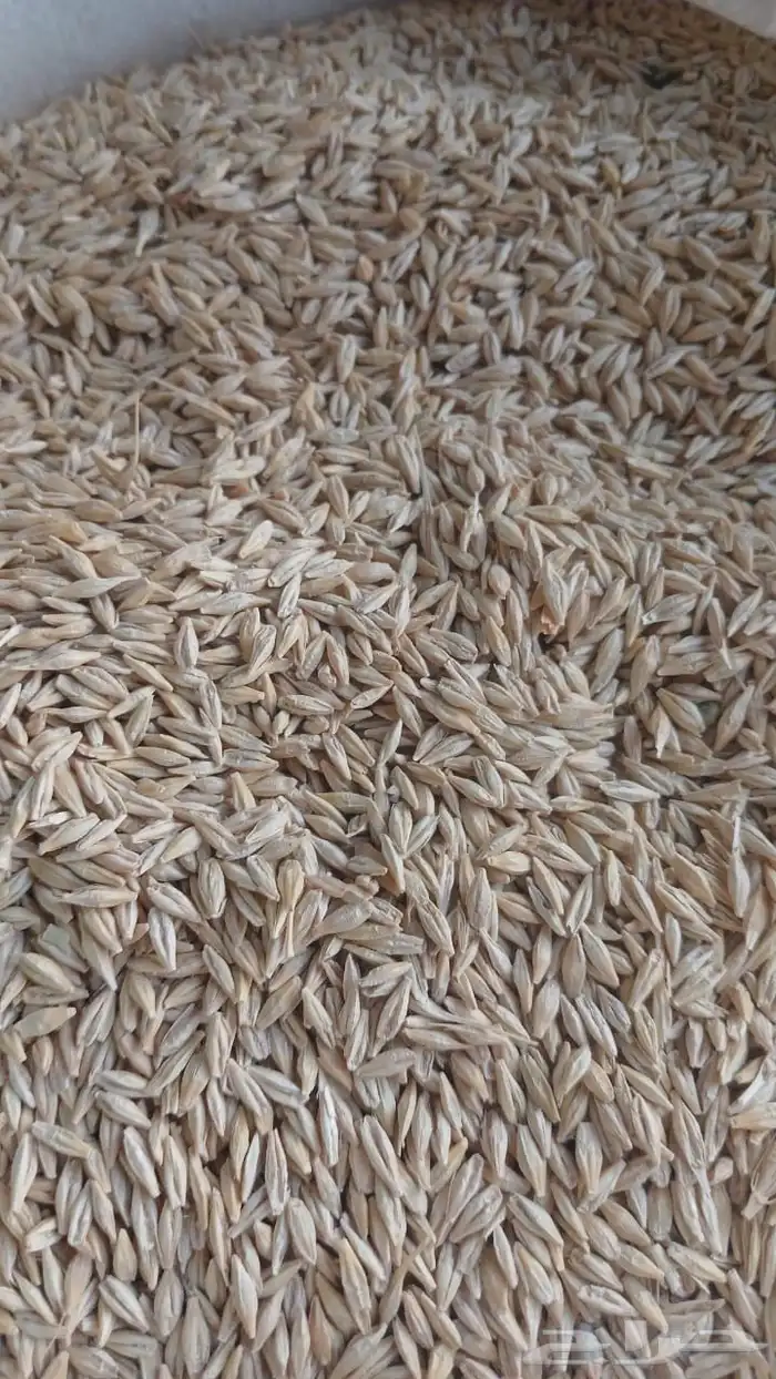 شعير سداسي بذر نظيف 0