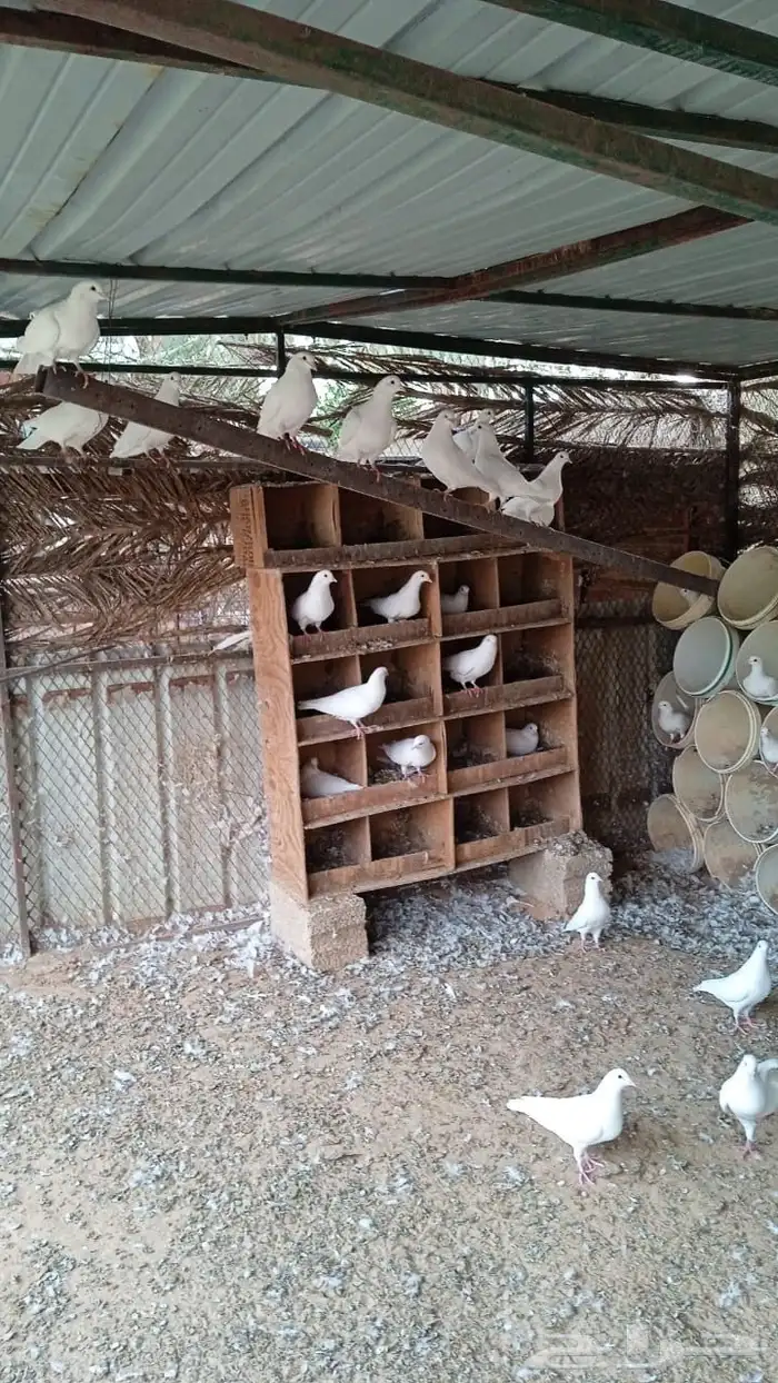 للبيع حمام فرنسي جامبو فاخر العدد 50 كامل 2