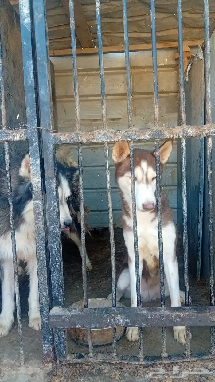 كلاب للبيع 3