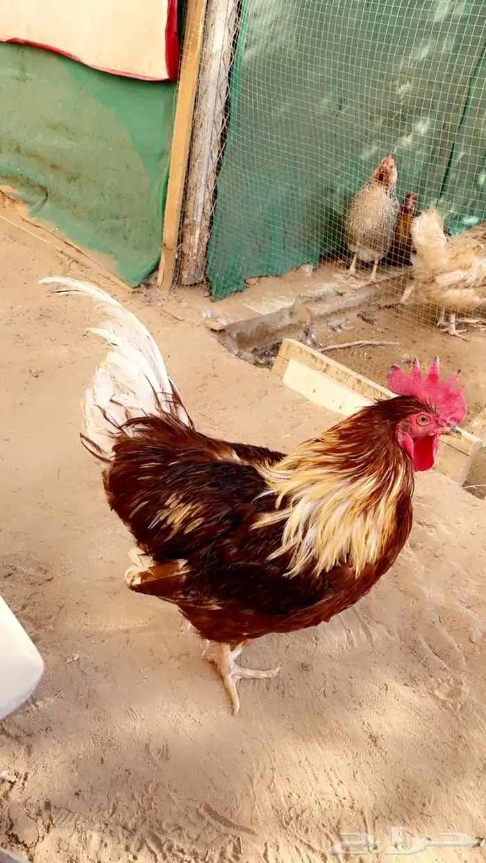 ديوك للبيع لوهمان ايزابراون 0