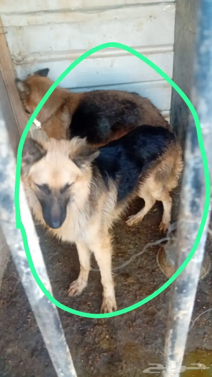 كلاب للبيع 2