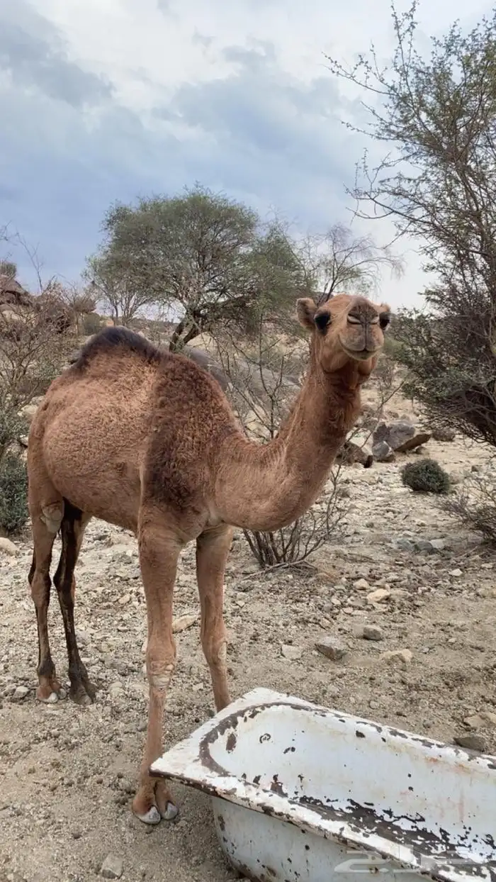 بعير رماني للبيع 1