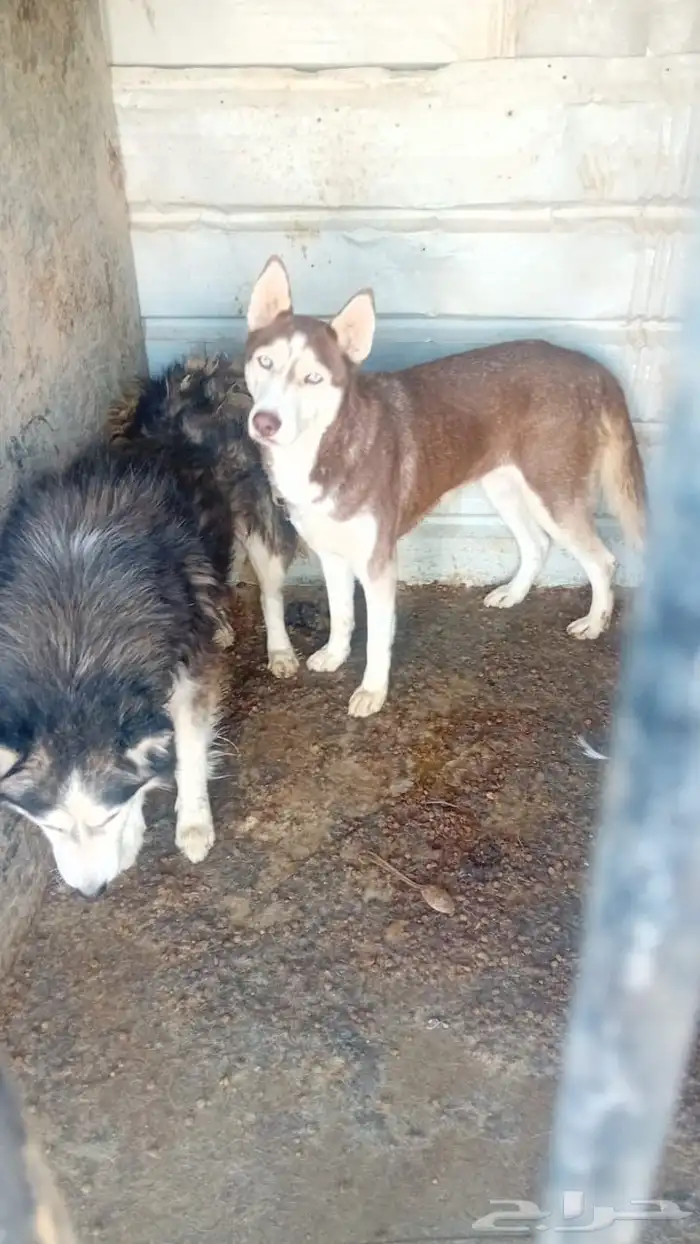 كلاب للبيع 4