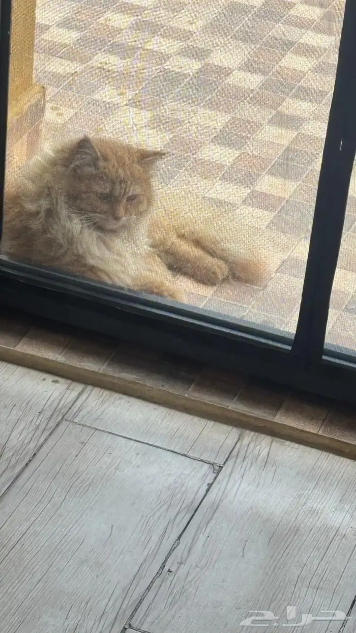 قطو ذكر مفقود في سراة عبيده لمن يجده مكافأة ماليه 0