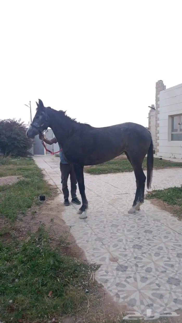 للبيع فرس عربية خطّ سرعة 1