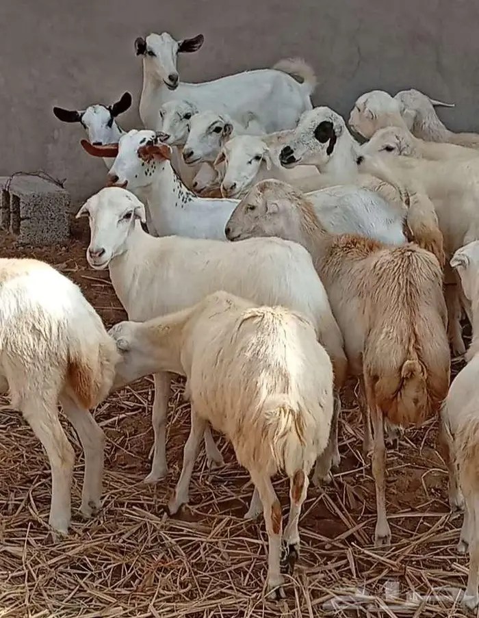 16 راس رخال وعنق بلدي 0