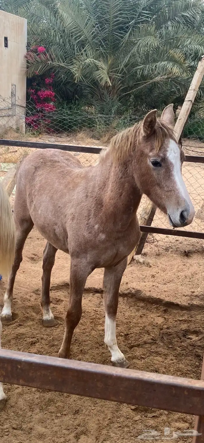 افراس وخيل للبيع 8