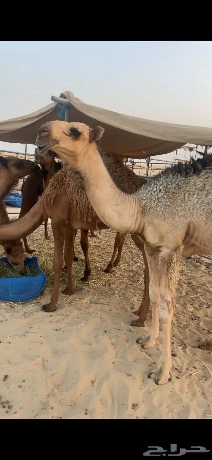 قعود مستقبل 0