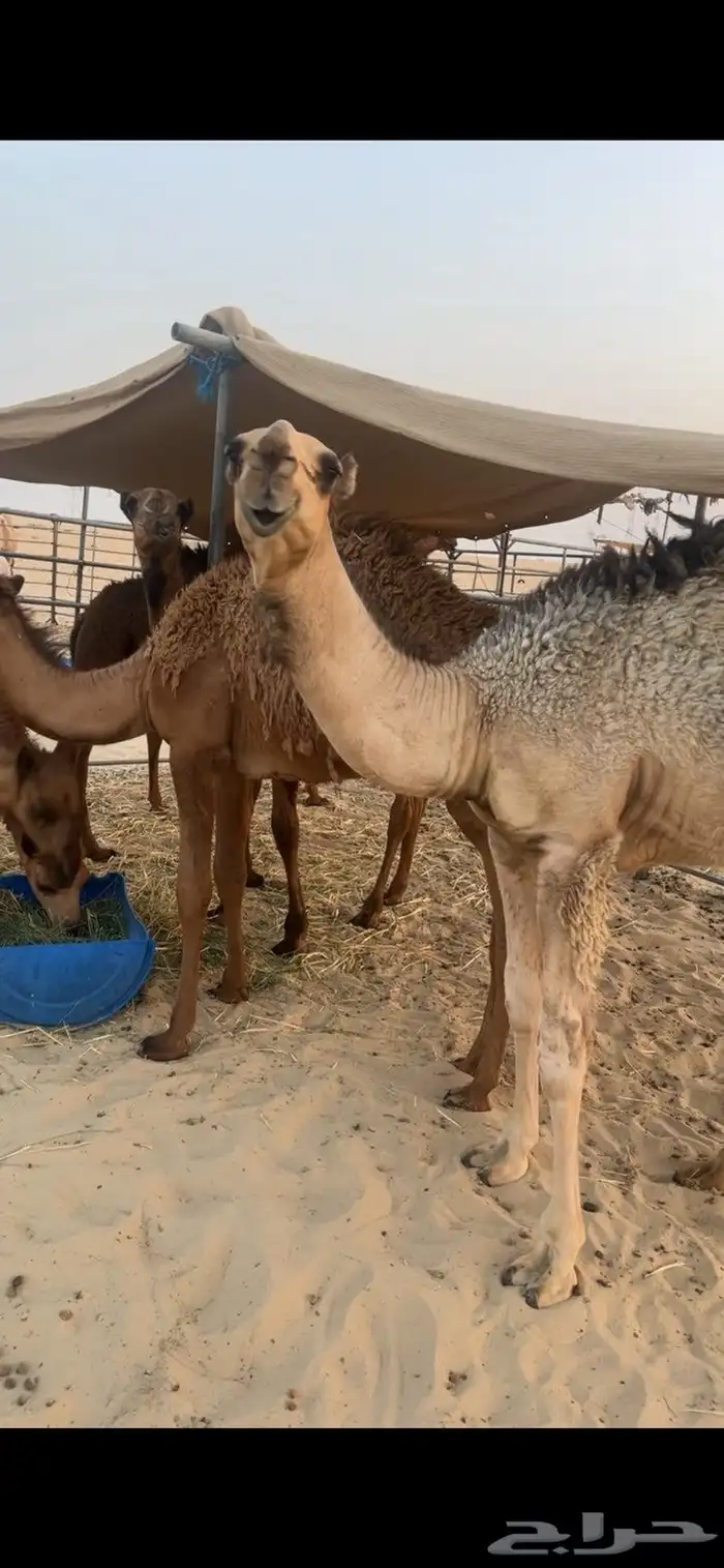 قعود مستقبل 1