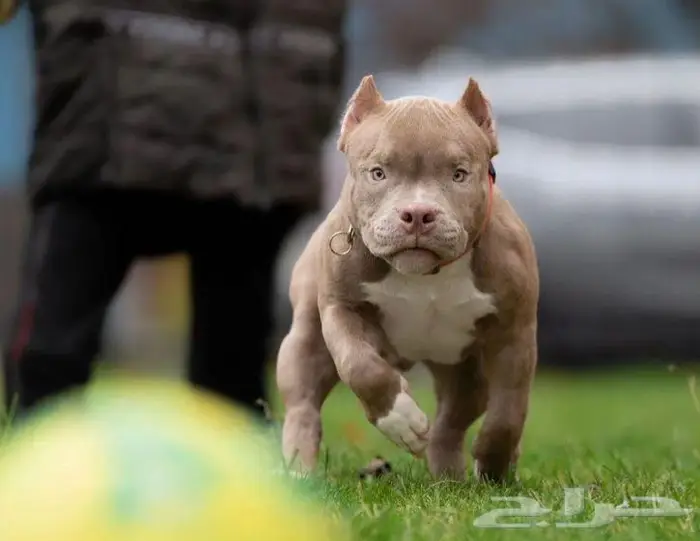 جراء أمريكان بودي للبيع 7