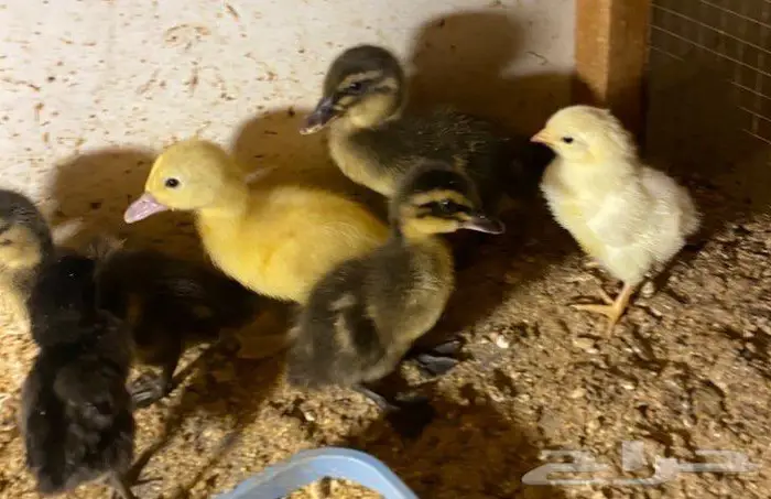 للبيع صوص دجاج وبط 0