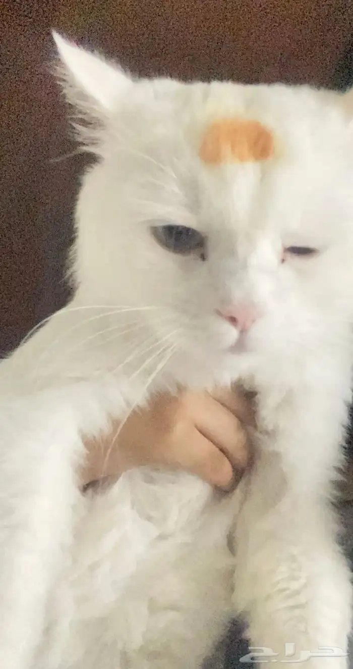 قط مفقود مكأفاه للي يلاقيه 1