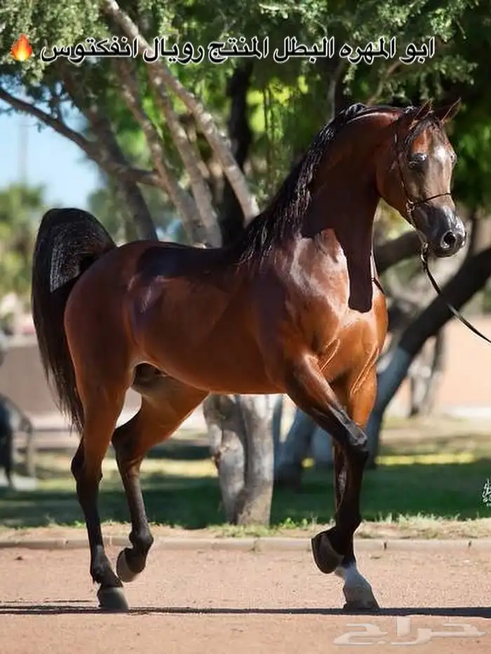 مهره واهو بنت البطل رويال انفكتوس 3