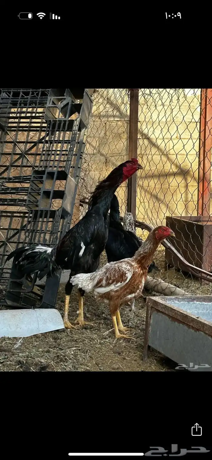 ديوك باكستاني 12