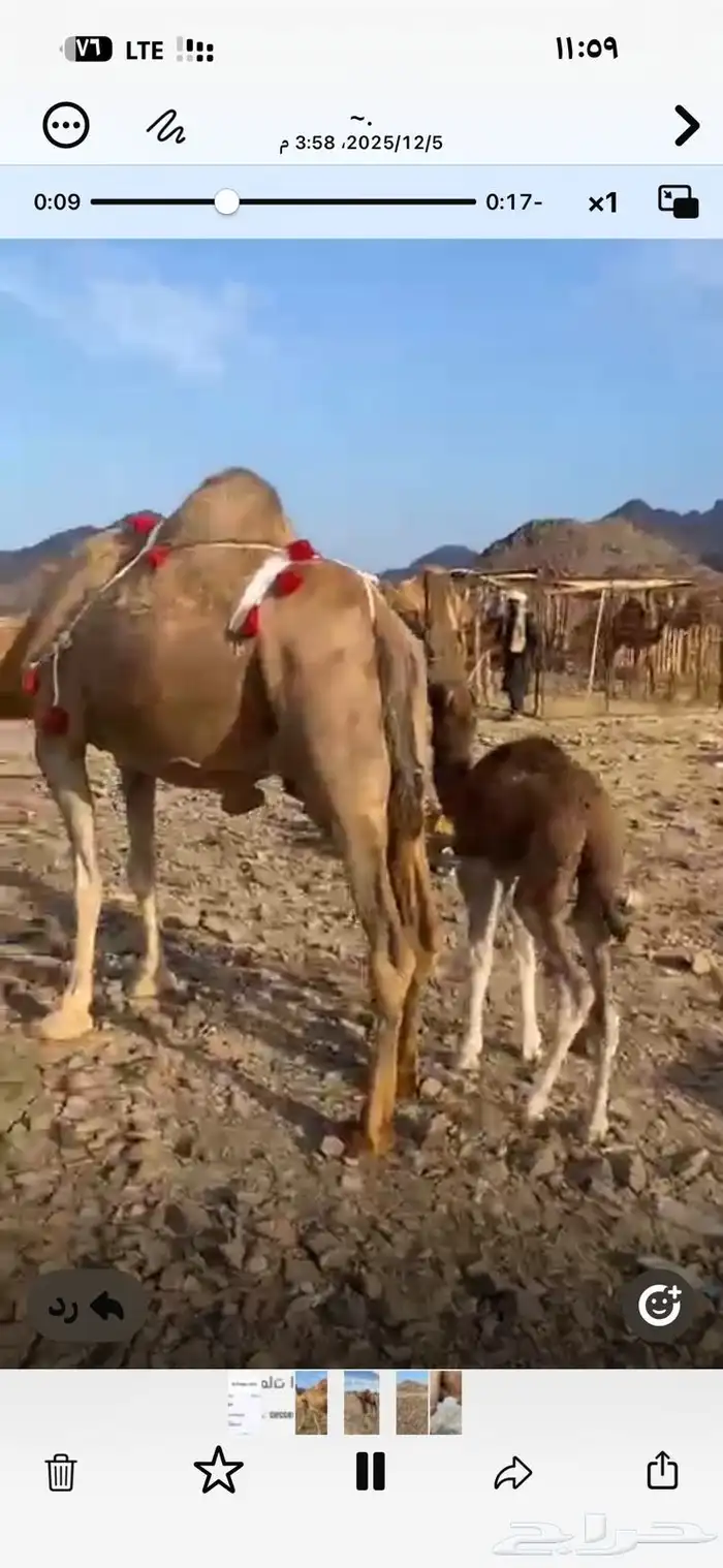 خلفه ساحليه 2