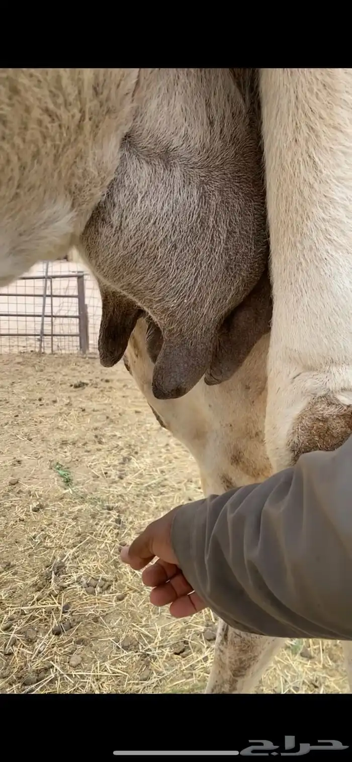 خلفه وضحا كفو 3