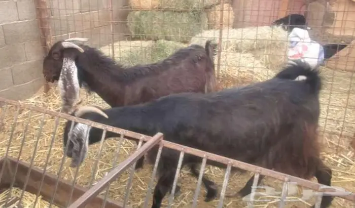 3 معزاء دفيع 3