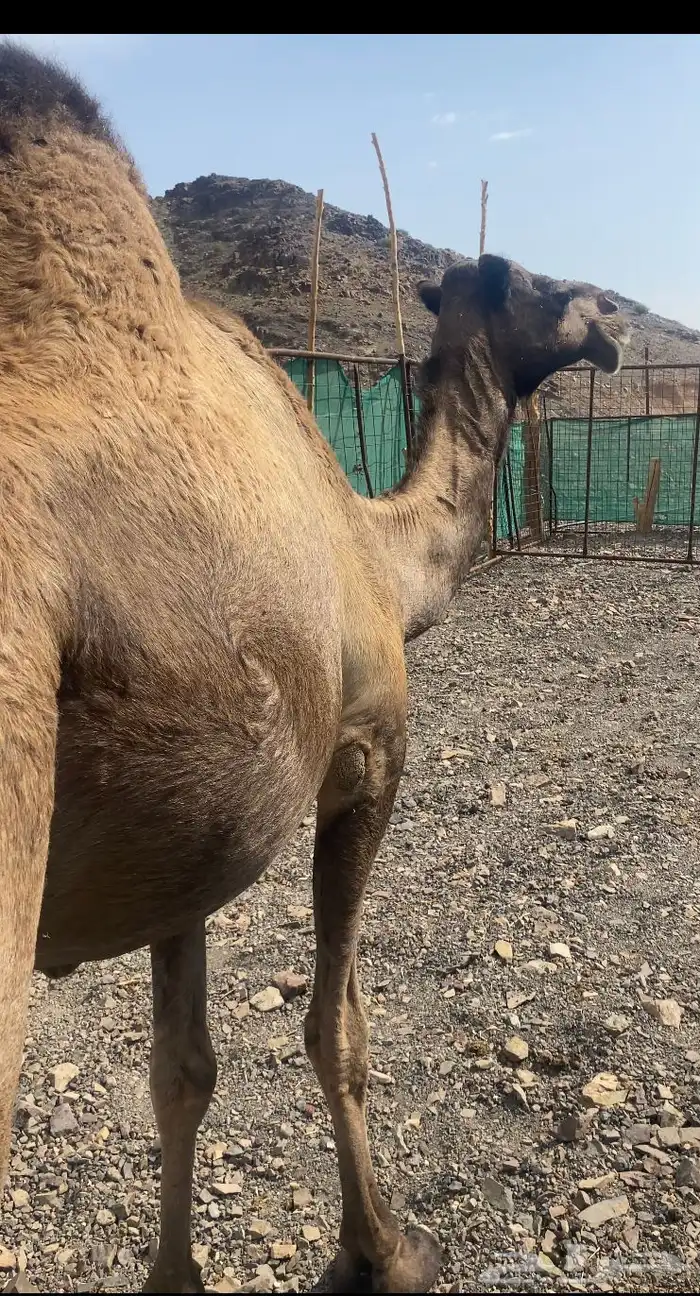 ناقه صفر لقحه طيبه للبيع 1