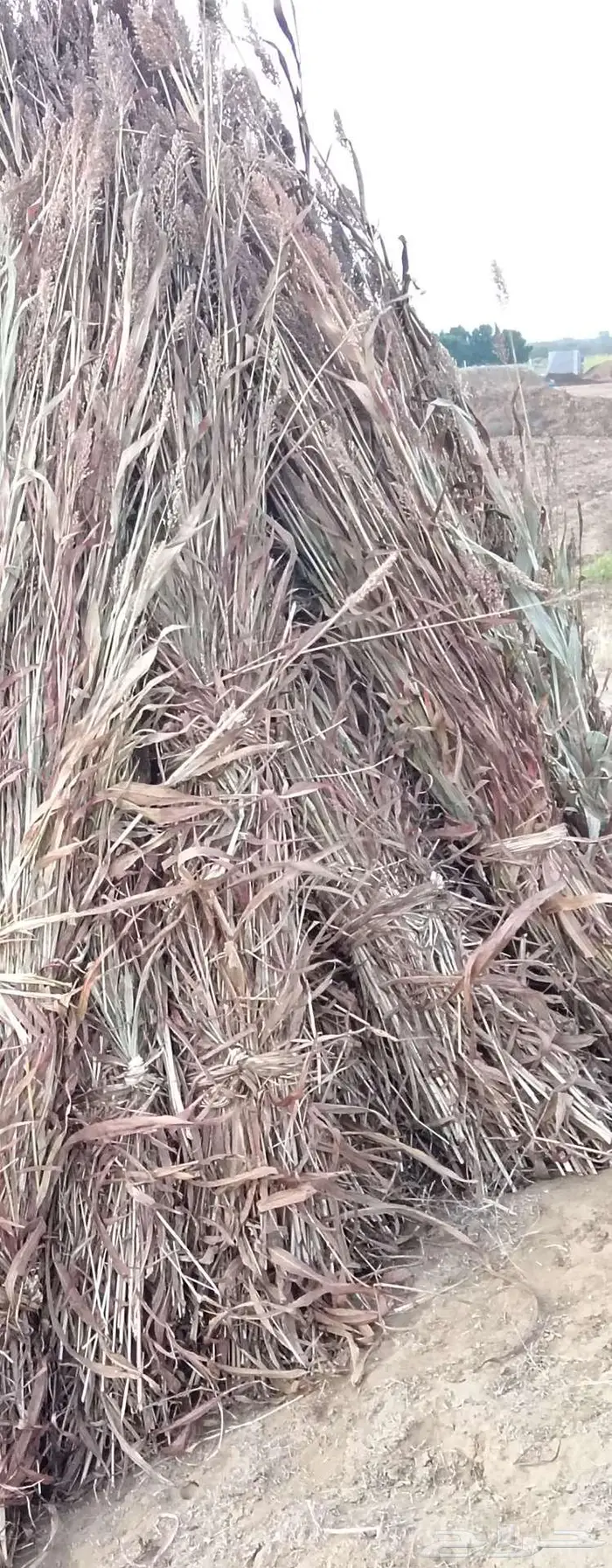 قصب يابس جديد حول 270 محزم 0