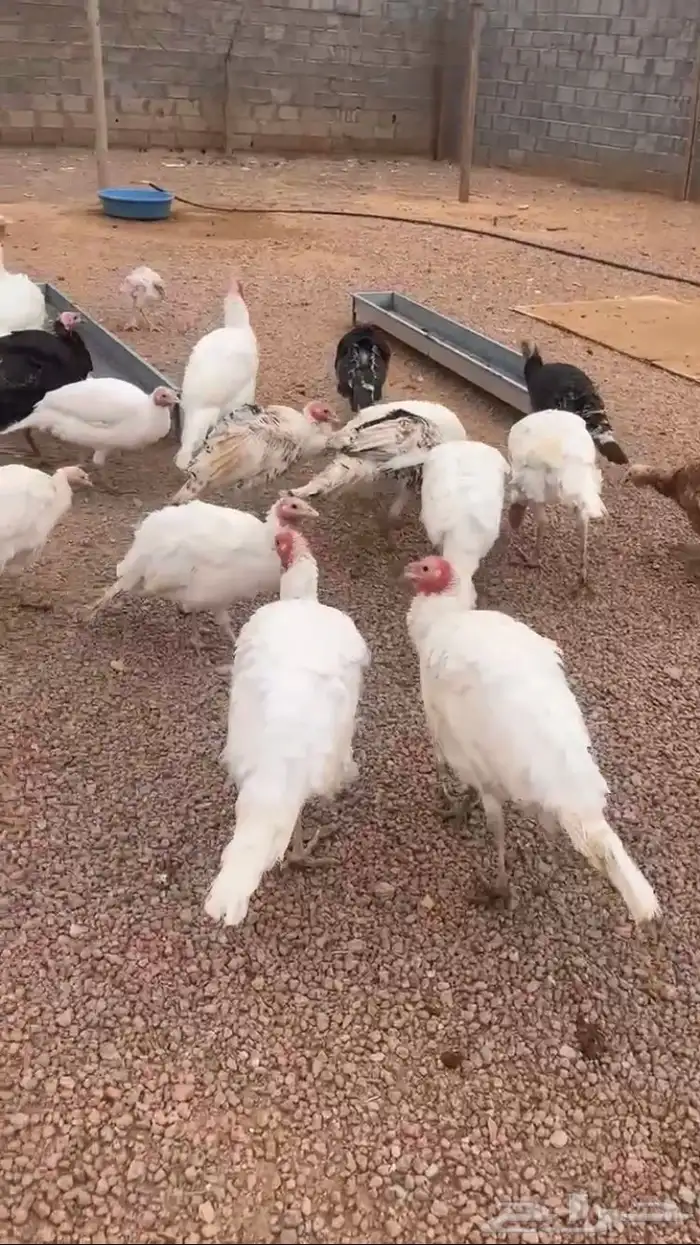 دجاج رومي جمله 0