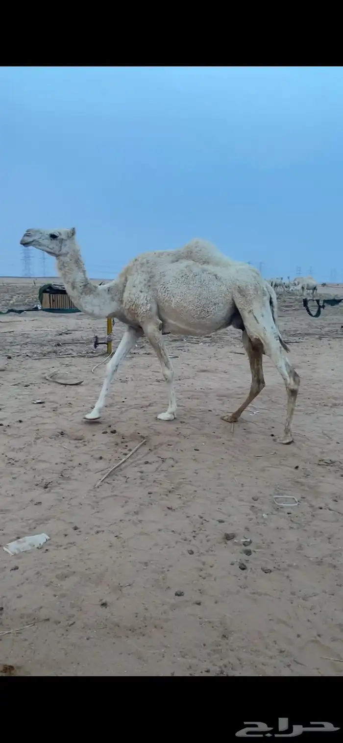 للبيع خفوت تنفع ضير 1