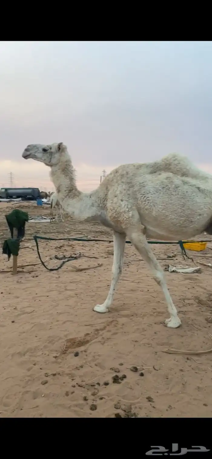 للبيع خفوت تنفع ضير 0