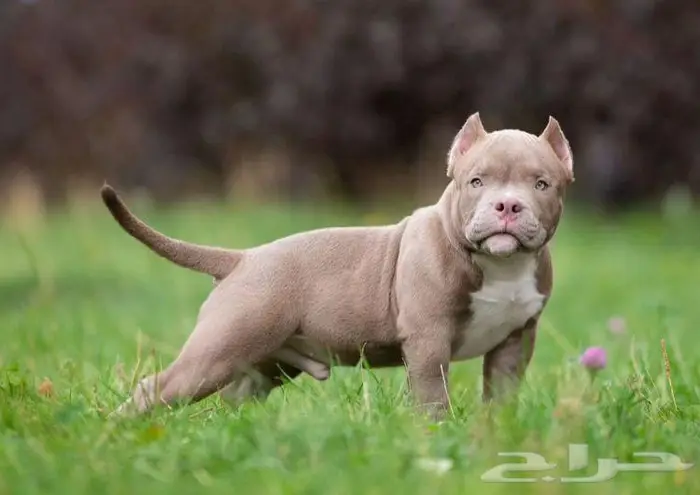 جراء أمريكان بودي للبيع 5