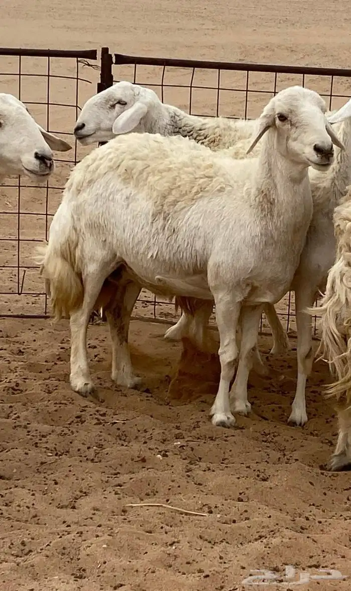 للبيع شياه حريات 1