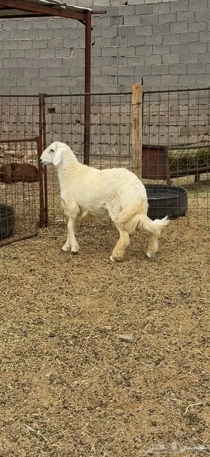 طليان وتيوس وسواكن ذبائح للبيع كاش و تمارا يوجد ذبح وتوصيل 2