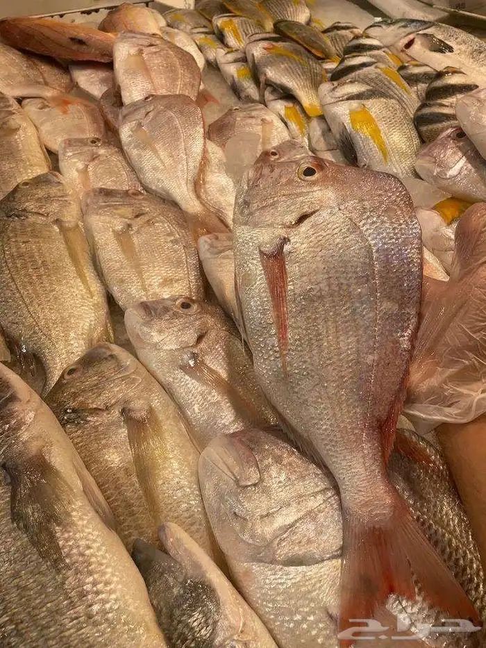 للبيع سمك وروبيان 5