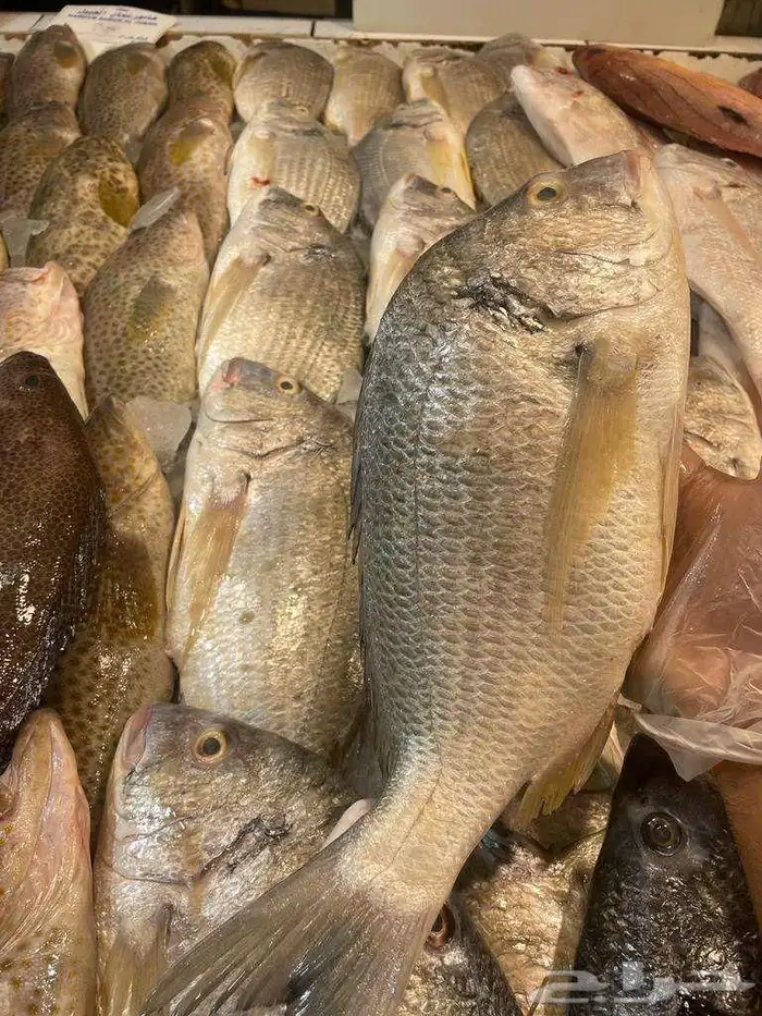 للبيع سمك وروبيان 3