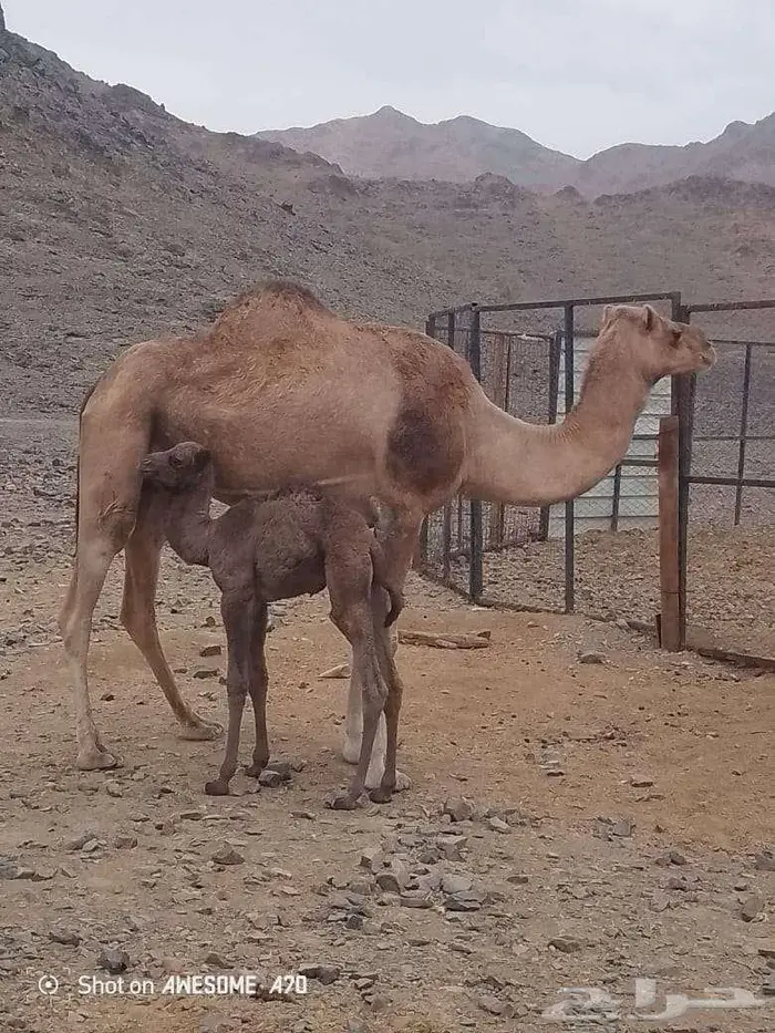 المدينة المنورة 0