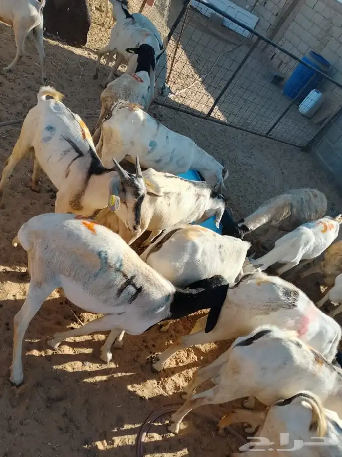 ذبايح تيوس صومالي جدعان تفريد وجمله 2