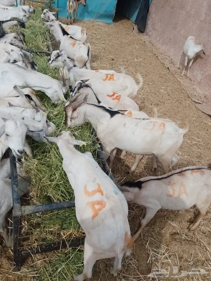 ذبايح تيوس صومالي جدعان تفريد وجمله 1