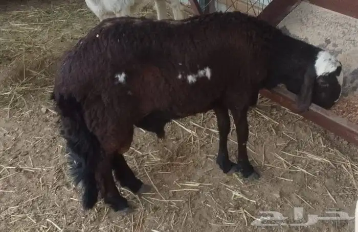 سواكني تربيه ثلاث شهور 1