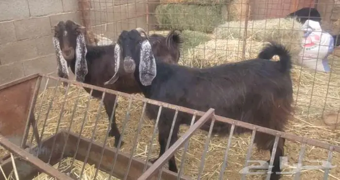 3 معزاء دفيع 1