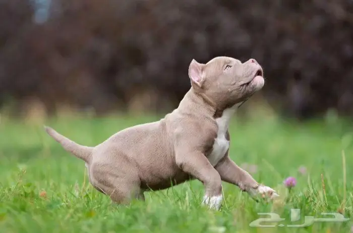 جراء أمريكان بودي للبيع 1