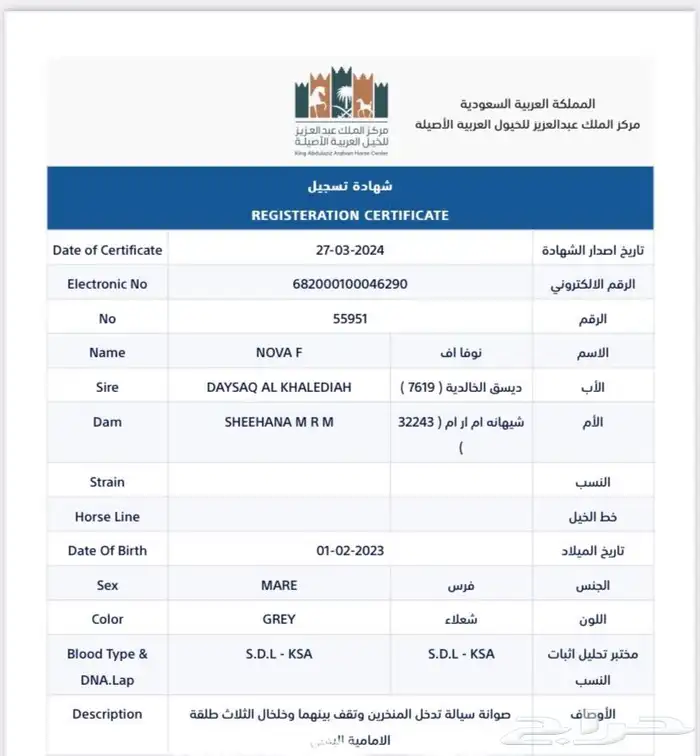 للبيع فرس عربية خطّ سرعة 5