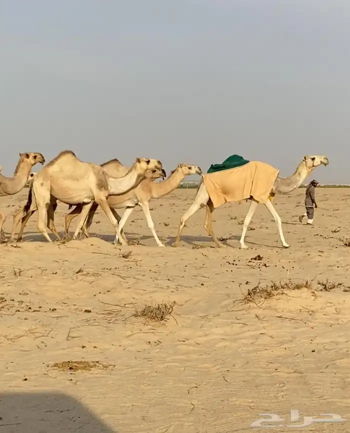 ذود ابل شقح ككفو وطيبه للبيع 12