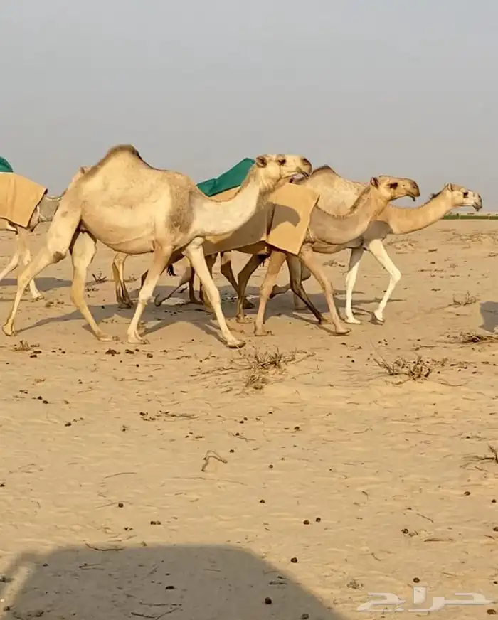 ذود ابل شقح ككفو وطيبه للبيع 1