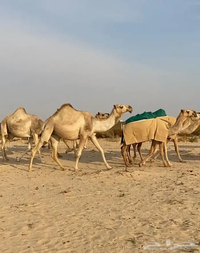 ذود ابل شقح ككفو وطيبه للبيع 6