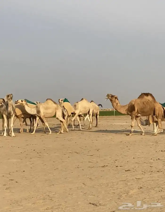 ذود ابل شقح ككفو وطيبه للبيع 7