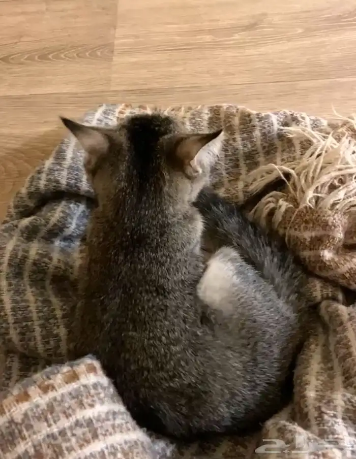 قط للتبني القصيم رياض الخبراء 1