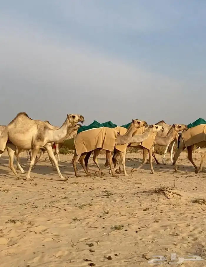 ذود ابل شقح ككفو وطيبه للبيع 15