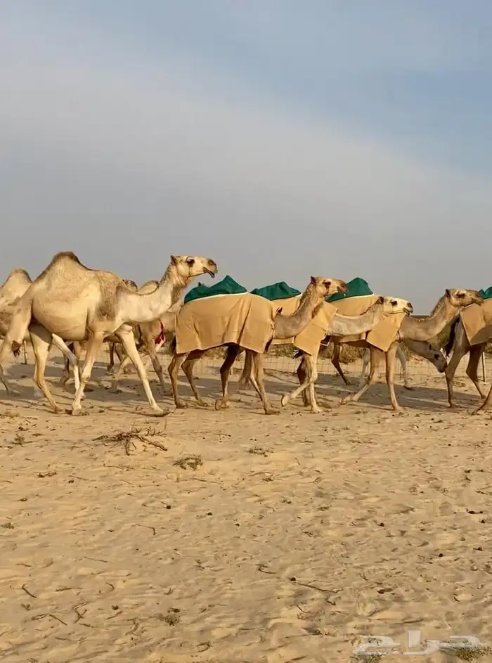 ذود ابل شقح ككفو وطيبه للبيع 5