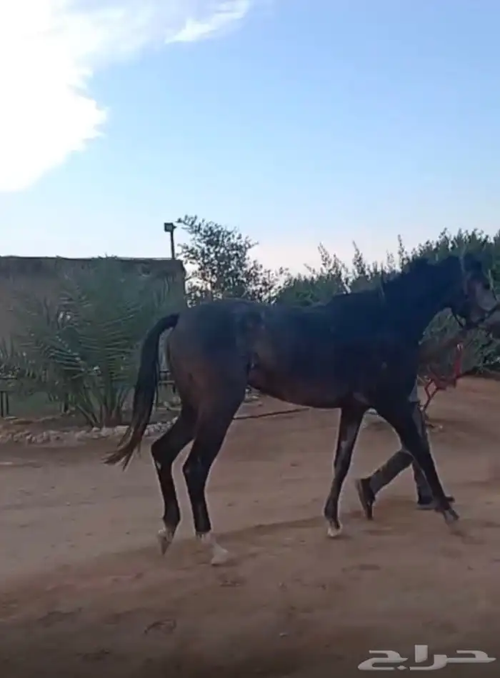 للبيع فرس عربية خطّ سرعة 3