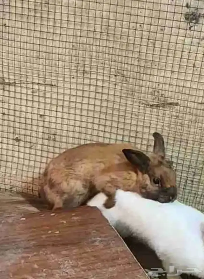 ارنب لل بيع 1