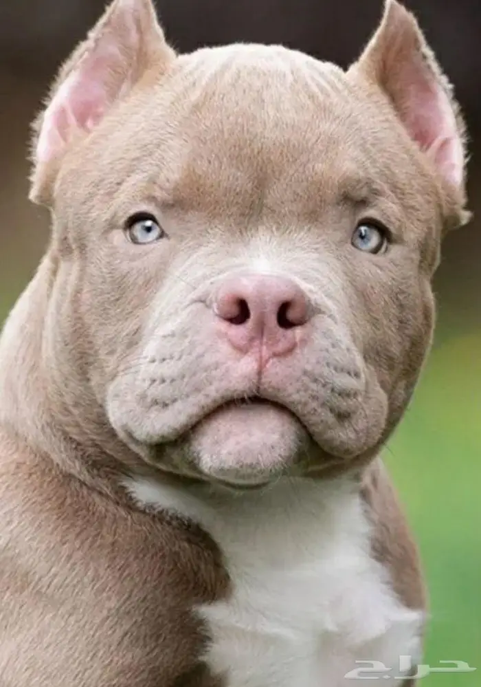 جراء أمريكان بودي للبيع 8